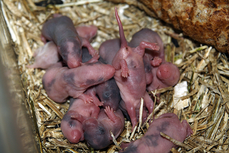 opleiding dauw Nuttig Voortplanting | www.Kleurmuis.nl