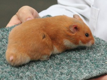 Syrische hamster in de kleur Oranje