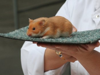 Syrische hamster in de kleur Oranje