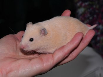 Syrische hamster, 5 weken oud, gefokt door Marian Heesbeen