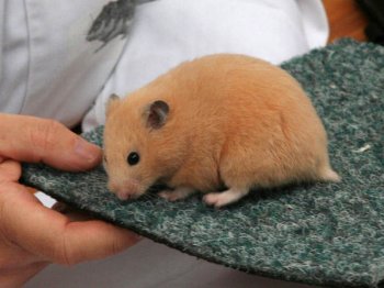Syrische hamster, Crème, van Marian Heesbeen