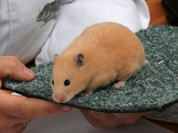 Syrische hamster, Crème, van Marian Heesbeen
