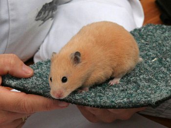 Syrische hamster, Crme, van Marian Heesbeen