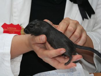 Mongoolse gerbil, zwart