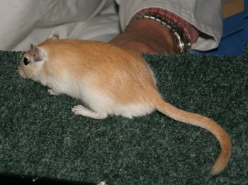 Mongoolse gerbil, kleur Algerijn