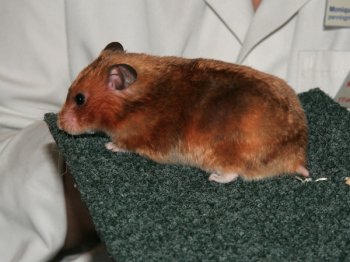 Syrische Hamster, kleur Goud Satijn. Hij heeft wat donkere vlekken. De keurmeester vermoedde dat er ook Mahonie ingefokt was.