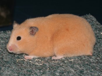 Roxy van Nanette Mesker. Zij is de beste ��nkleur Syrische hamster geworden en ook nog eens de mooiste Syrische hamster van de show!
