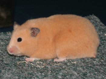 Roxy van Nanette Mesker. Zij is de beste éénkleur Syrische hamster geworden en ook nog eens de mooiste Syrische hamster van de show!
