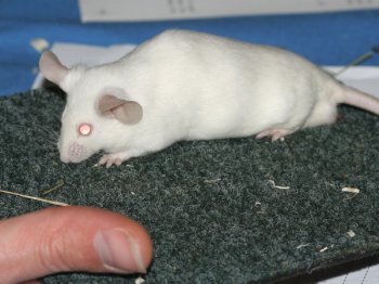 Een witte