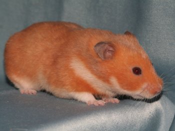 Een Syrische hamster, kleur Oranje