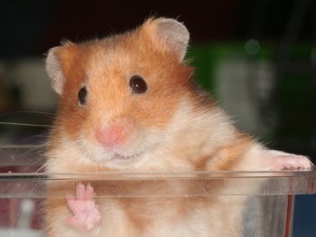 Dit is een hamster van Sandra Heuvels