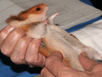 Deze Syrische hamster wordt van top tot teen goed bekeken