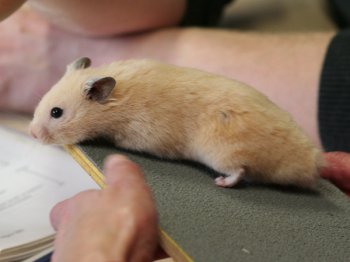 Syrische hamster, kleur Crème