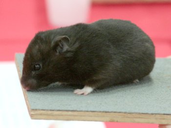 Jonge Syrische hamster, kleur Zwart