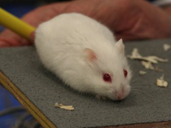 Een Campbelli dwerghamster, Albino