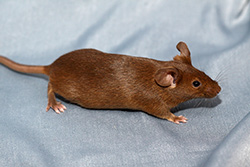 Kleurmuis, cinnamon-agouti