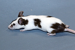 Kleurmuis, bont