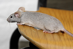 Kleurmuis, chinchilla gen gecombineerd met albino