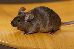 Kleurmuis, goud-agouti