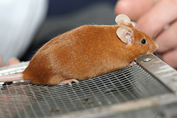 Kleurmuis, rood