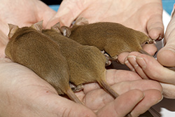 Kleurmuis, cinnamon-agouti