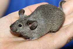 Kleurmuis, zilver-agouti