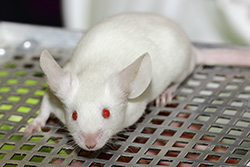 Kleurmuis, albino